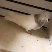 کفتر کله|پرنده|مشهد, رده|دیوار