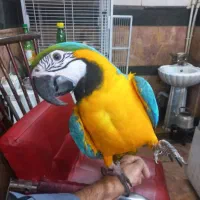 آرا ابی طلایی