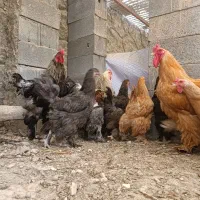 تخم نطفه دار برهما