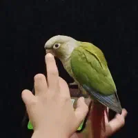 طوطی گرینچیک