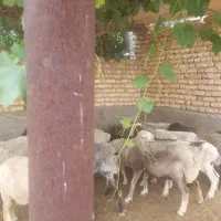 میش داشتی