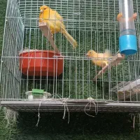 قناری|پرنده|ماکو, |دیوار