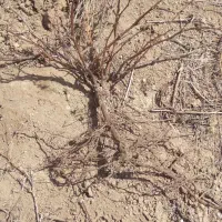 نهال انگور سیاه سردشت ۴ ساله