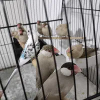 2جفت فنچ نرگسی شکلاتی مولد به همراه 7جوجه