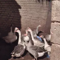 فروش غاز چاق و گوشتی