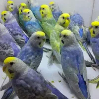 30 جفت مرغ عشق رینبو همگی  به شرط مولد