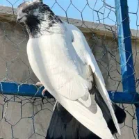ماده کله دمی کاکلی آواره شده
