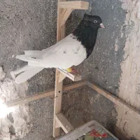 کله سیاه خوشگل