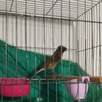 قناری نر سوخته سرخ