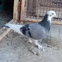 جوجه شازده زرد|پرنده|قم, صفاشهر|دیوار