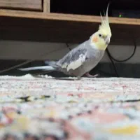 عروس هلندی|پرنده|قدس, شهر‌قدس|دیوار