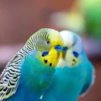 مرغ عشق کار داده|پرنده|ایرانشهر, |دیوار