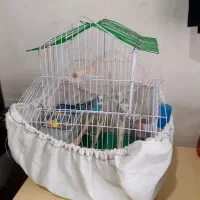 یک جفت مرغ عشق سرحال همراه باقفس