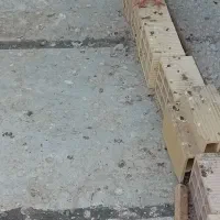 کبوتر|پرنده|تاکستان, |دیوار