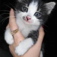 واگذاری سه بچه گربه موبلند