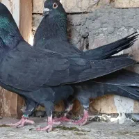 کبوتر زاغ اصیل کاشان