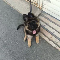 توله سگ ژرمن شولاین