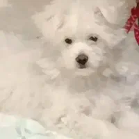 سگ خوشگل و ناز بازیگوش و مهربون