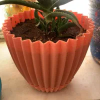 ۴ عدد گلدون نو|گل و گیاه طبیعی|تربت‌حیدریه, حسنی بالا|دیوار