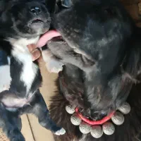 توله قدرجونی