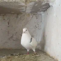 کبوتر طوقی (معاوضه با مرغ عشق و قناری نر )|پرنده|کنگاور, |دیوار