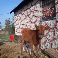لیشه چالوسی ۷ماهه    گاو ورزا