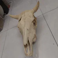 دیوارکوب  جمجمه گاومیش