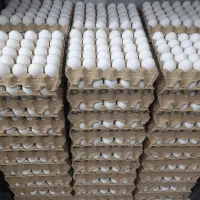 پخش تخم مرغ ساری