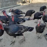 بوقلمو سالم بالغ|حیوانات مزرعه|ایذه, |دیوار