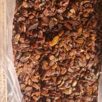 کشمش افتابی