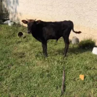 ورزا گوساله