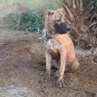 توله سگ|سگ|طبس, |دیوار