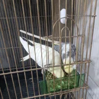 عروس هلندی مولد