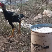 لاری|حیوانات مزرعه|لشت نشا, |دیوار