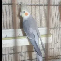 عروس هلندی نر