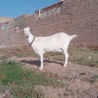 ۶راس بزسانن جوان درجه یک|حیوانات مزرعه|تایباد, |دیوار