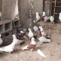 کبوتر نر و ماده پرشی