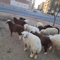 گوسفند فروشی زنده همراه با قصاب