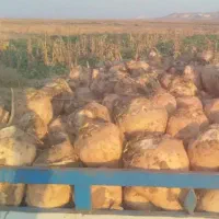 چغندرقند درجه یک