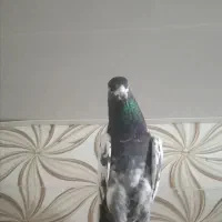 کبوتر چینا تیدی