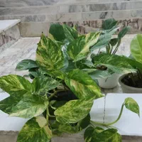 با گلهای زیبا طراوت را به خانه خود هدیه کن|گل و گیاه طبیعی|شاهینشهر, عطار|دیوار