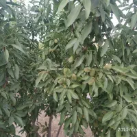 باغ-570-متری-در-رحمت-آباد-سلطان-آباد-فولادشهر