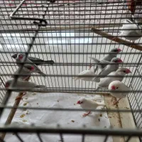 فنچ نرگسی|پرنده|قم, بنیاد|دیوار