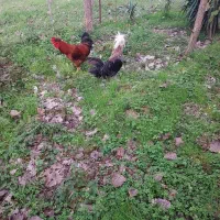 خروس لهستانی و خروس اصلاح شده گلپایگانی