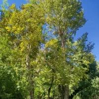 فروش چوب درخت