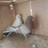 کفترپرشی|پرنده|تهران, یاخجی آباد|دیوار