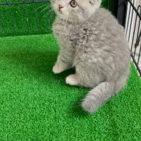 گربه اسکاتیش و بریتیش در همه رنگ|گربه|مشهد, هفت تیر (آب و برق)|دیوار