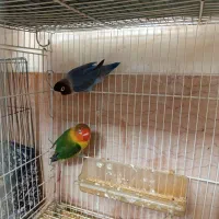 کوتوله برزیلی