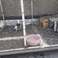 ۰۰۰|پرنده|اردبیل, |دیوار