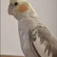 عروس هلندی گمشده